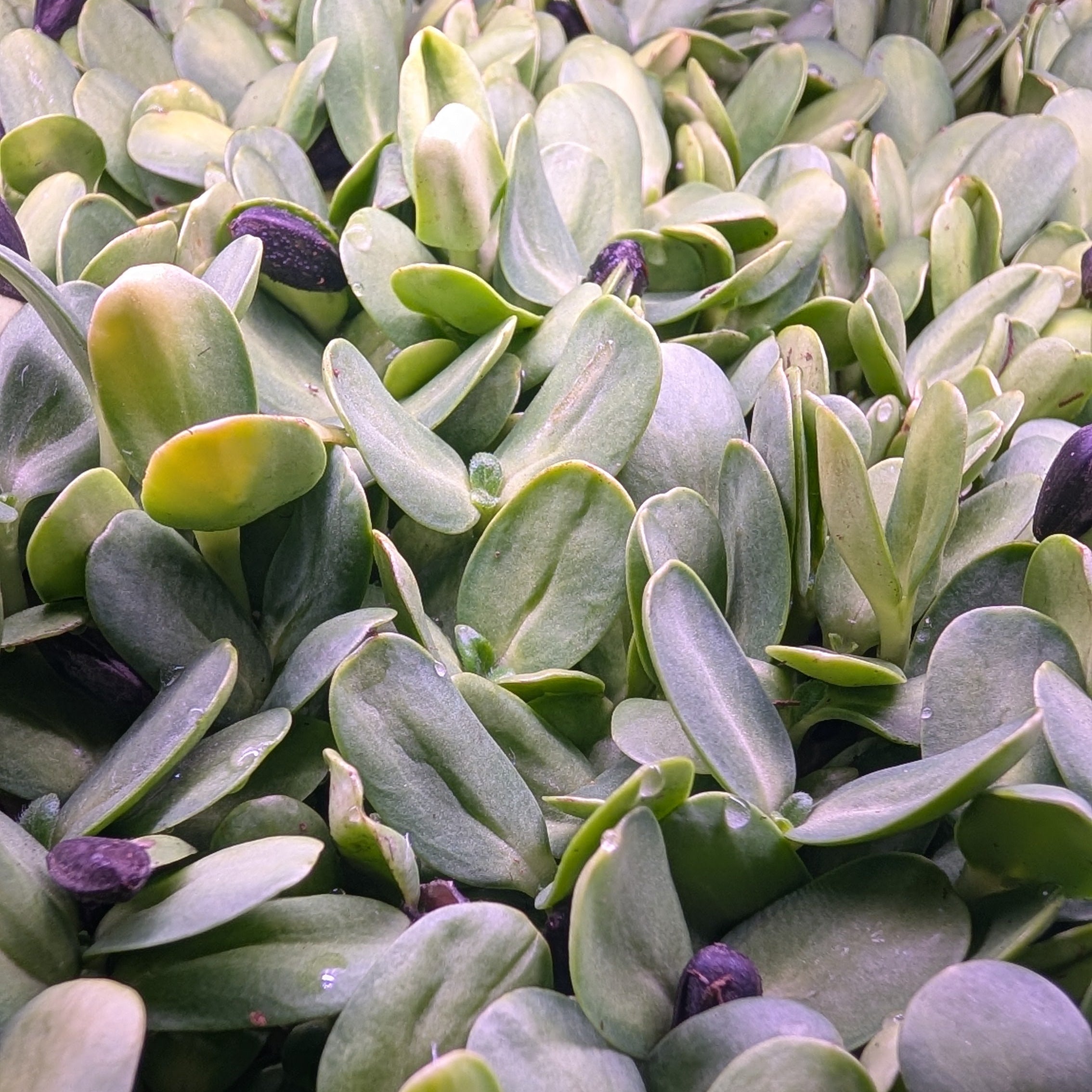 Sunflower Microgreens
