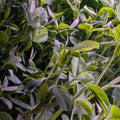 Pea Shoots