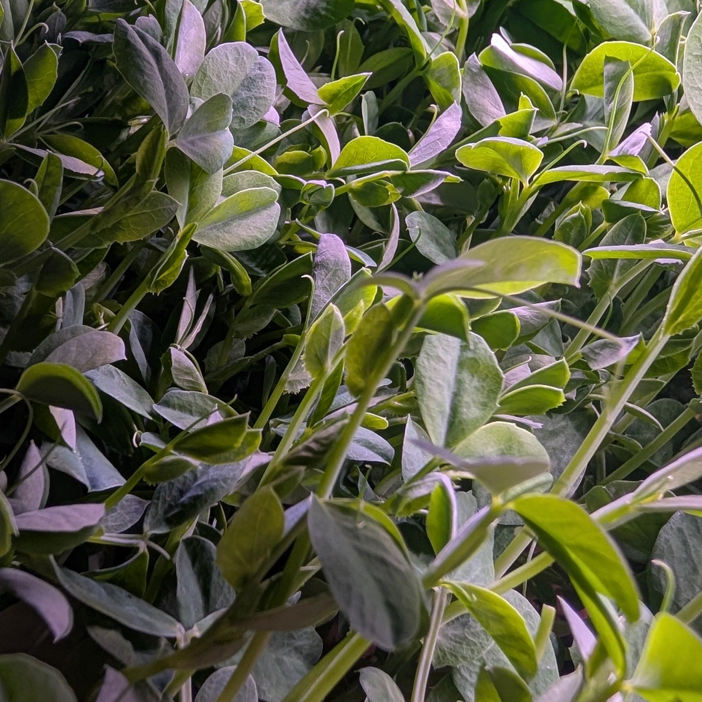 Pea Shoots