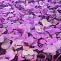 Radish Microgreens