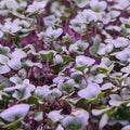 Broccoli Microgreens